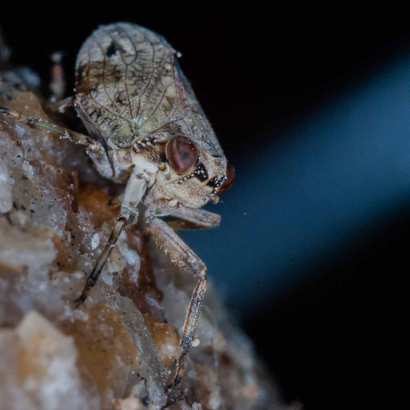 2019-05-29 - RE-Sidenzia auf'm BallKong