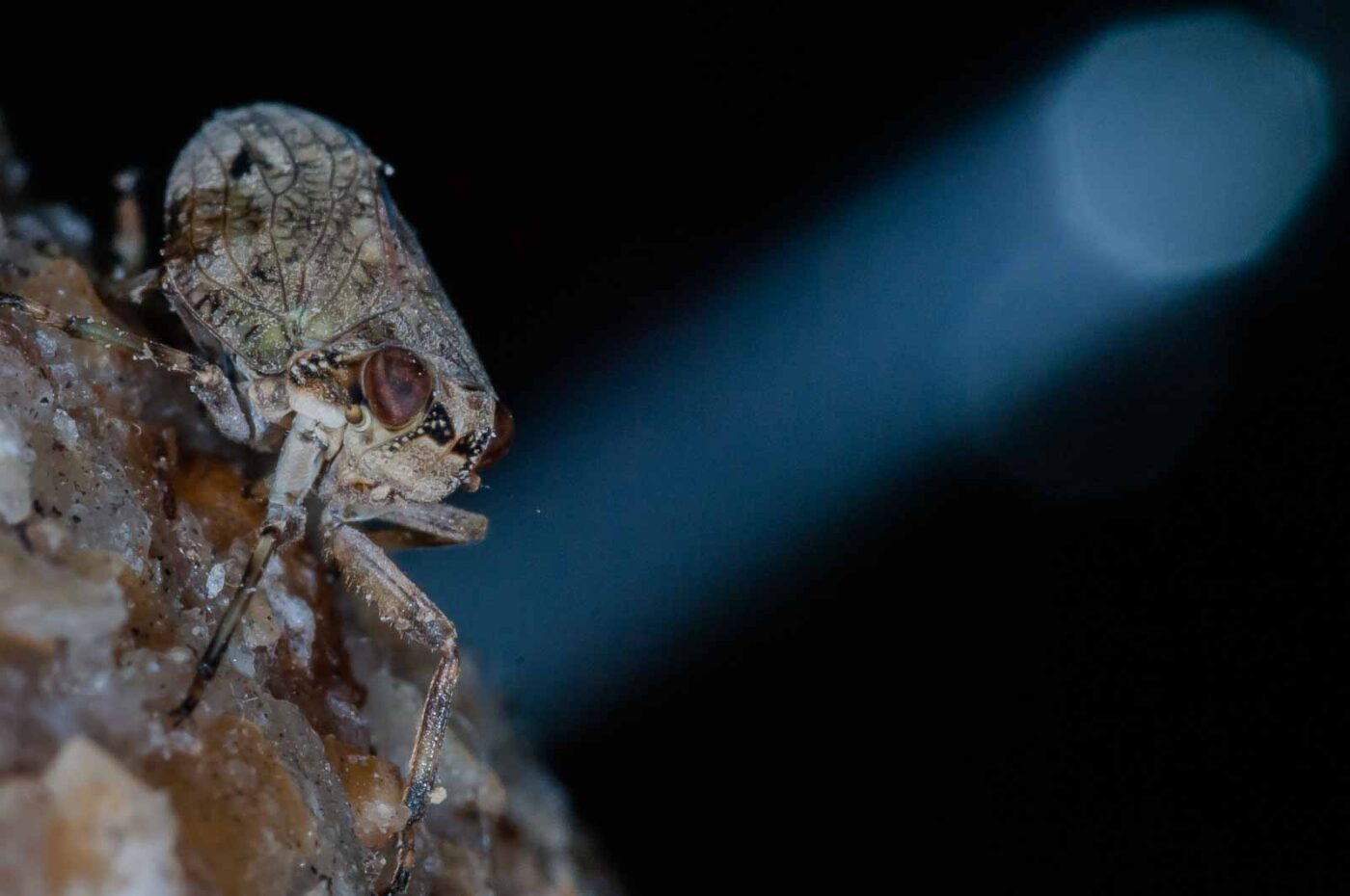 2019-05-29 - RE-Sidenzia auf'm BallKong