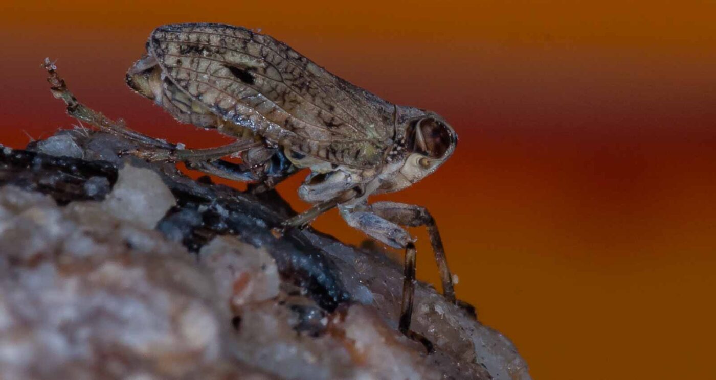 2019-05-29 - RE-Sidenzia auf'm BallKong