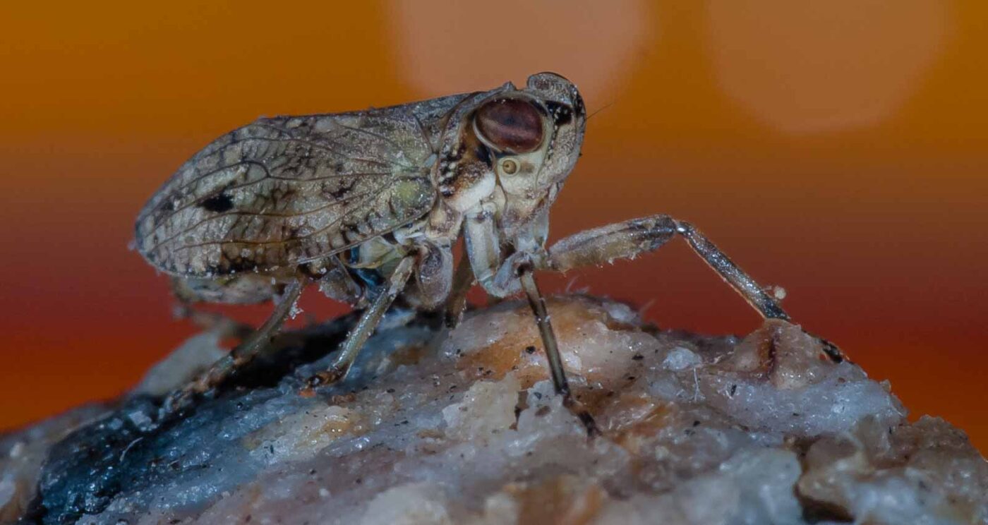 2019-05-29 - RE-Sidenzia auf'm BallKong