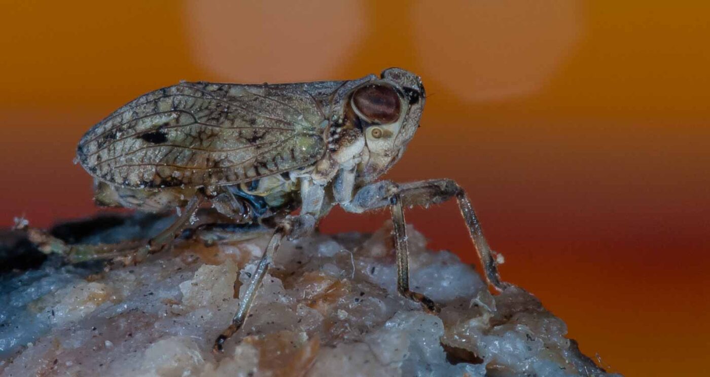 2019-05-29 - RE-Sidenzia auf'm BallKong