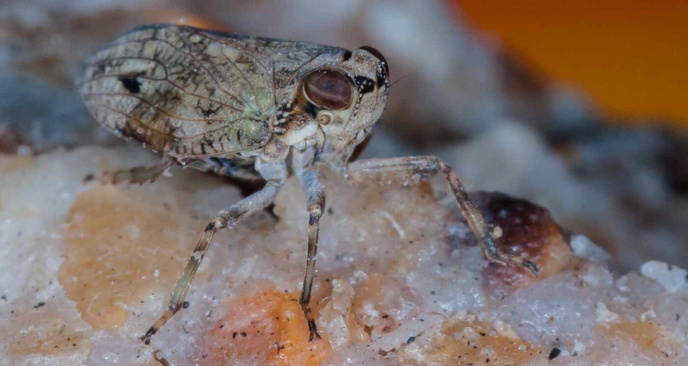 2019-05-29 - RE-Sidenzia auf'm BallKong