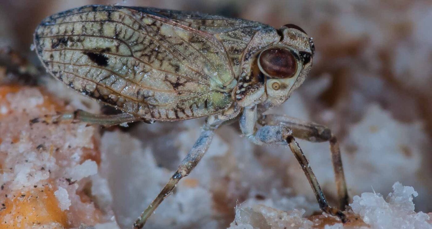 2019-05-29 - RE-Sidenzia auf'm BallKong