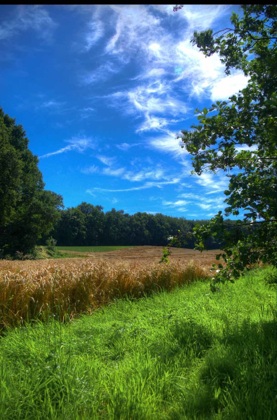 2016-08-07 - NSG Langeloh Herne