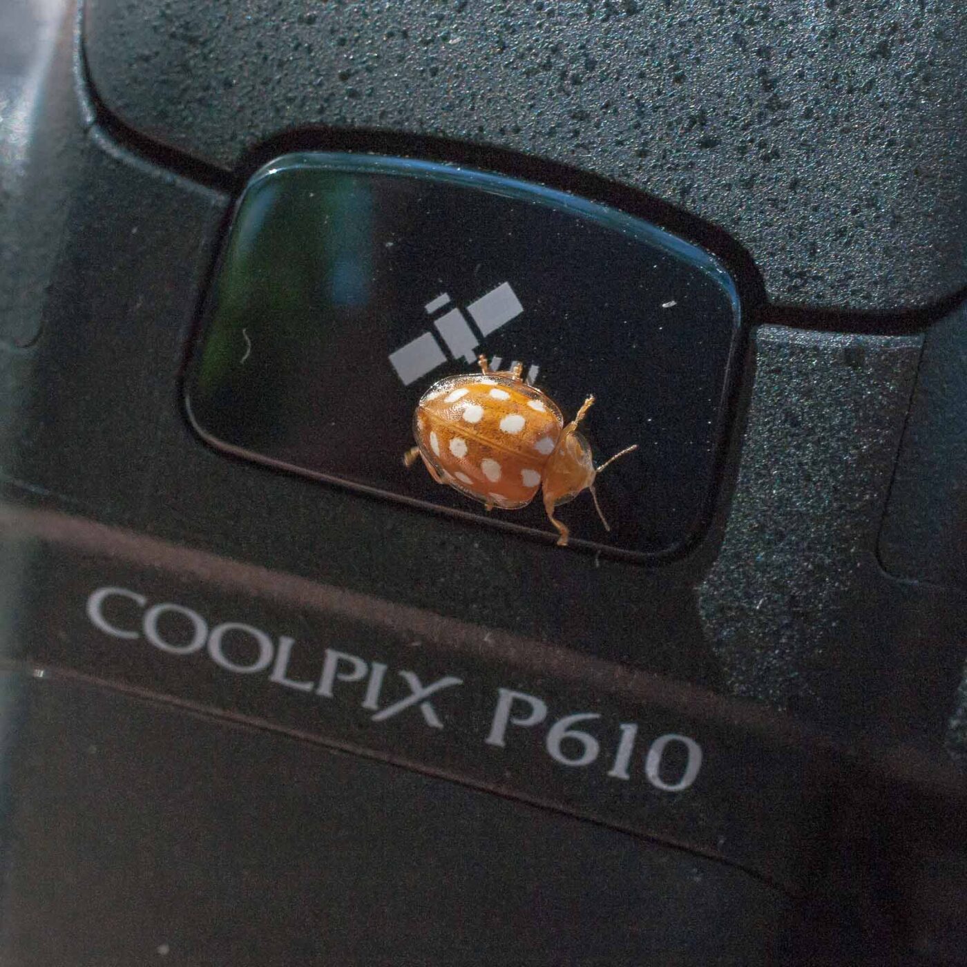 2016-08-07 - NSG Langeloh Herne