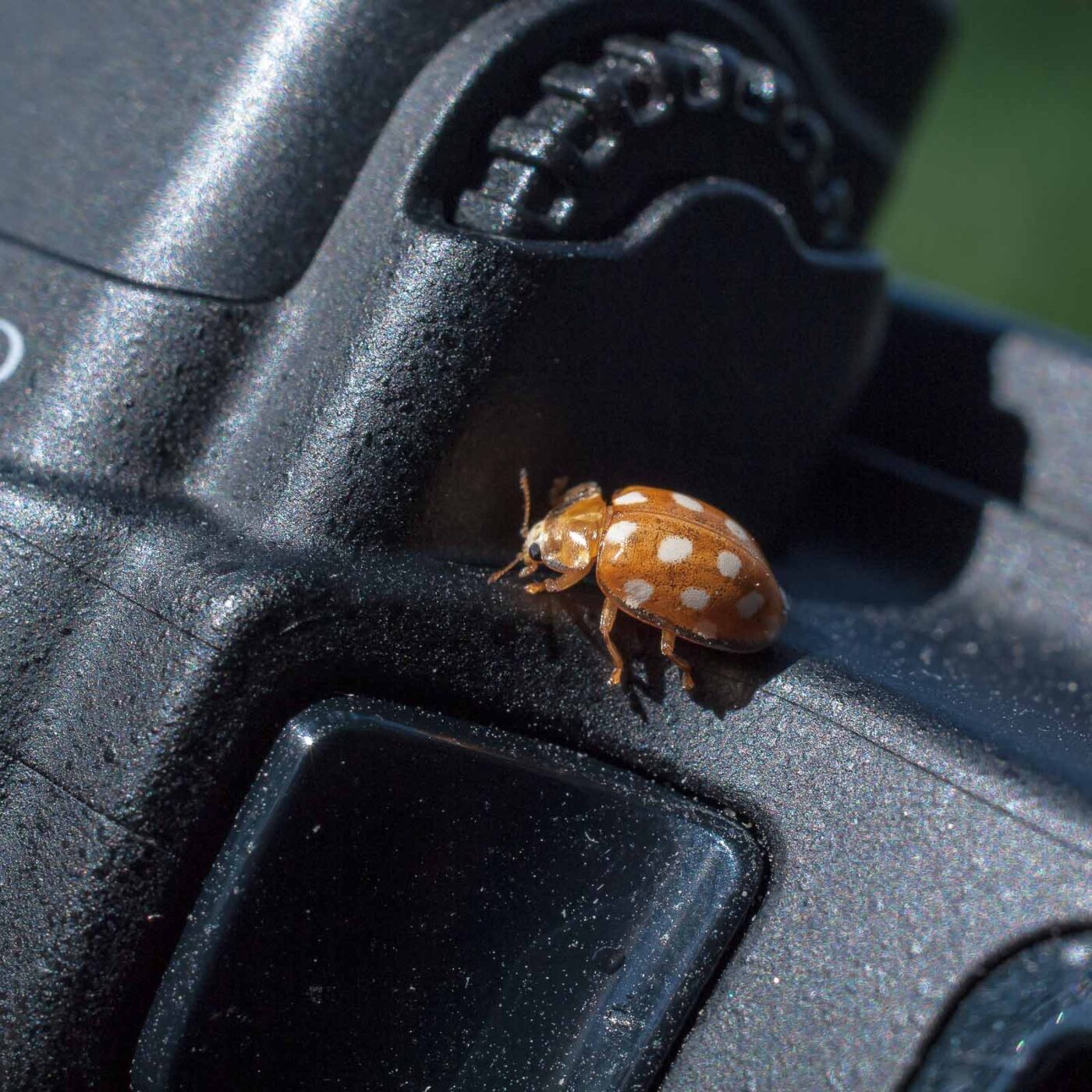 2016-08-07 - NSG Langeloh Herne