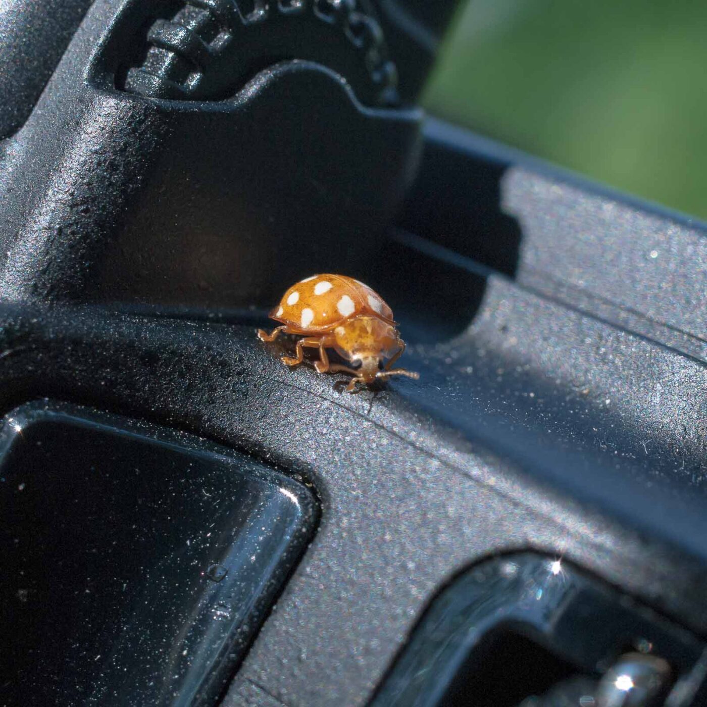 2016-08-07 - NSG Langeloh Herne