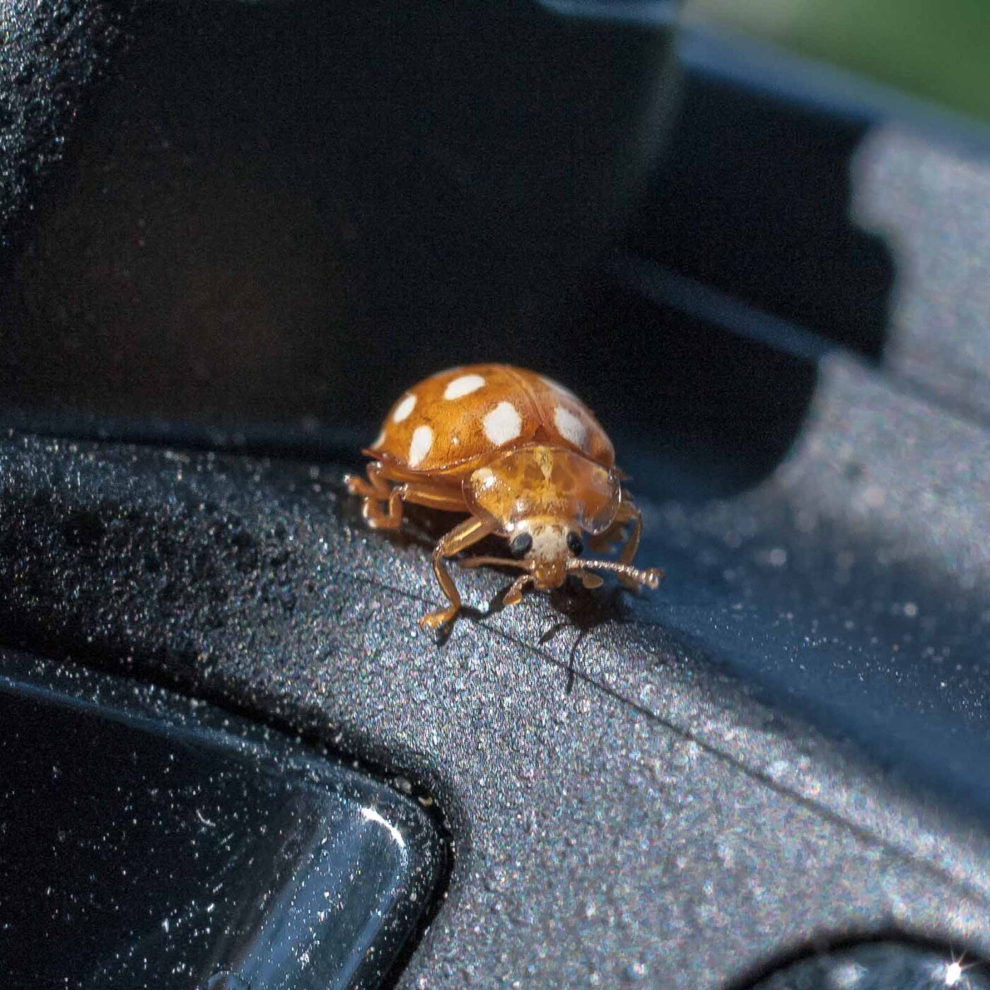 2016-08-07 - NSG Langeloh Herne