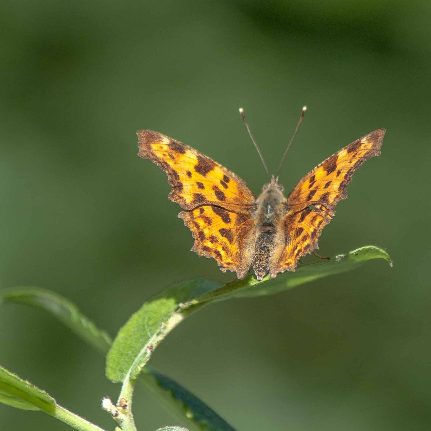 2016-08-07 - NSG Langeloh Herne