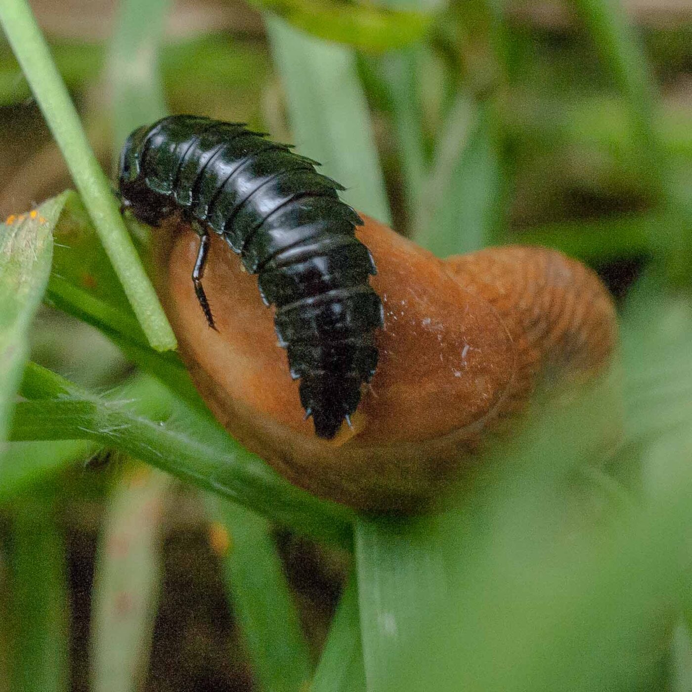 2016-08-07 - NSG Langeloh Herne