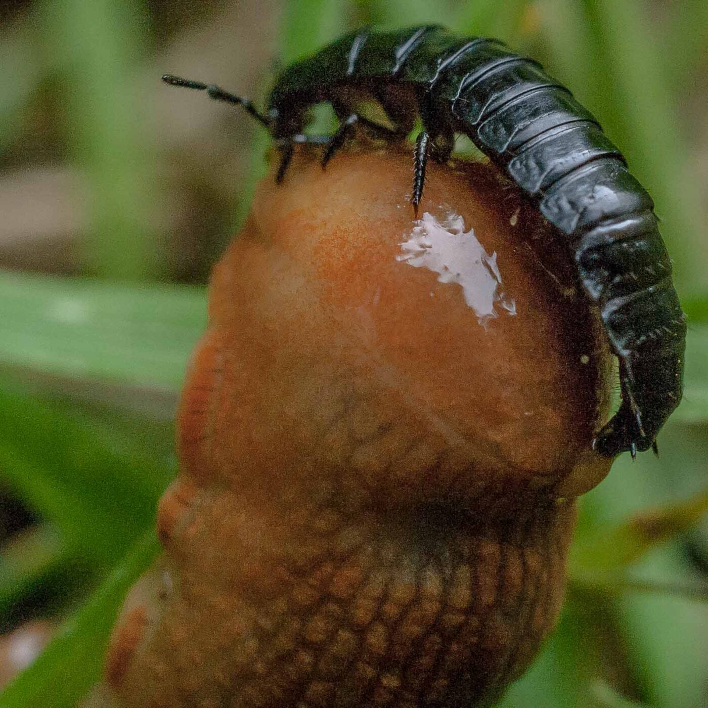 2016-08-07 - NSG Langeloh Herne