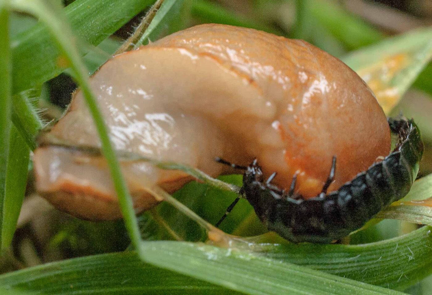 2016-08-07 - NSG Langeloh Herne