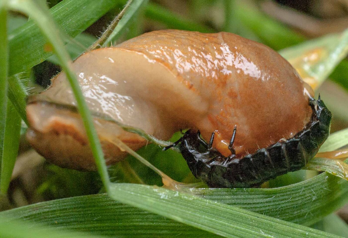 2016-08-07 - NSG Langeloh Herne