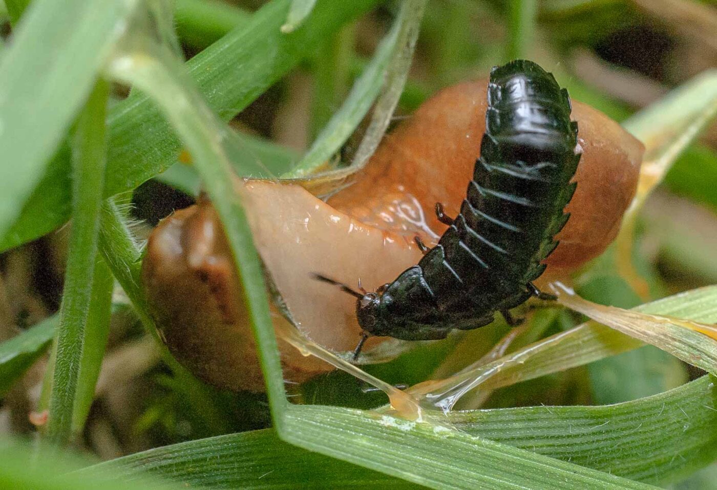 2016-08-07 - NSG Langeloh Herne