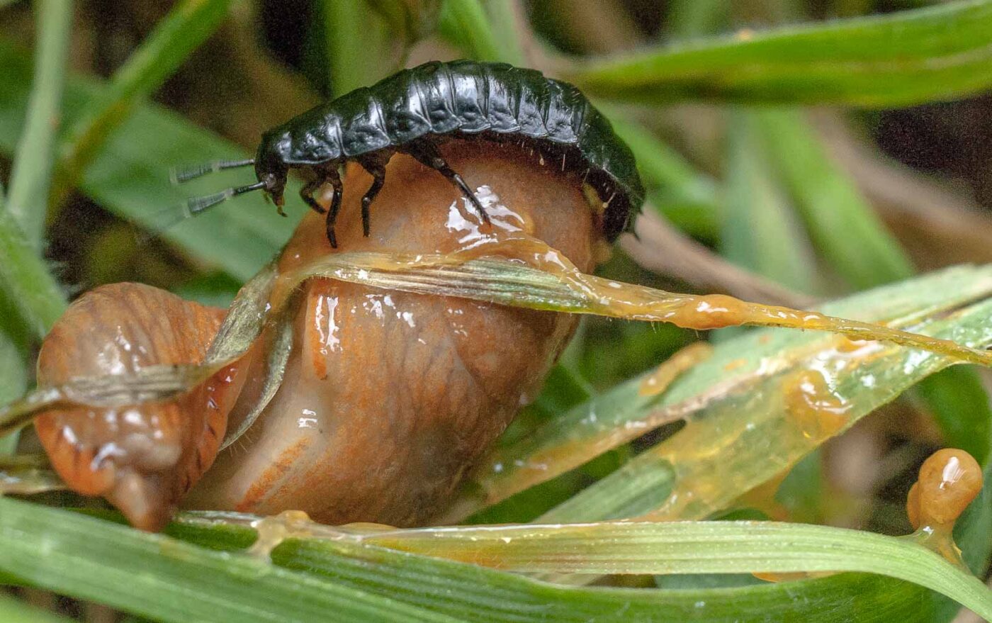 2016-08-07 - NSG Langeloh Herne