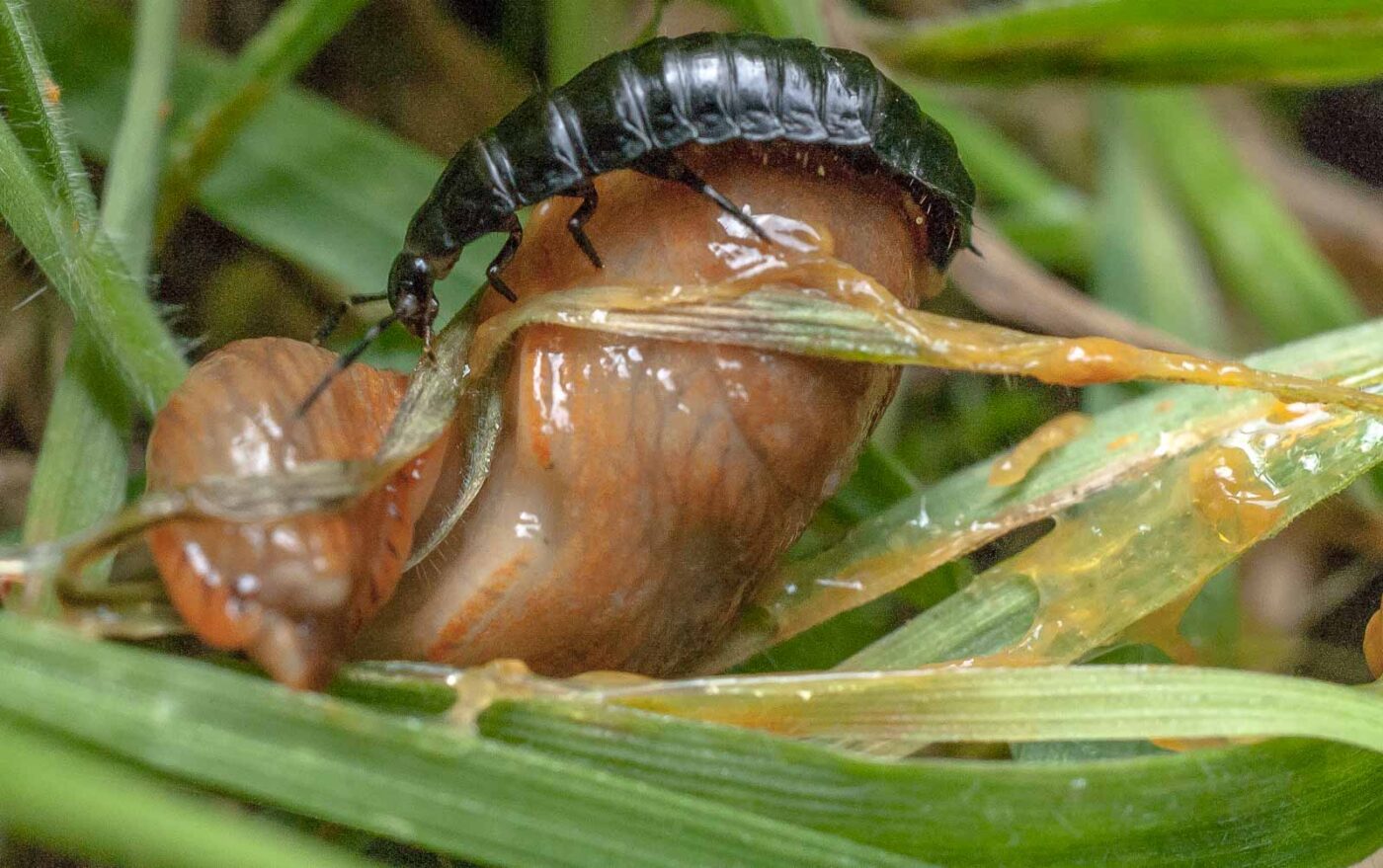 2016-08-07 - NSG Langeloh Herne