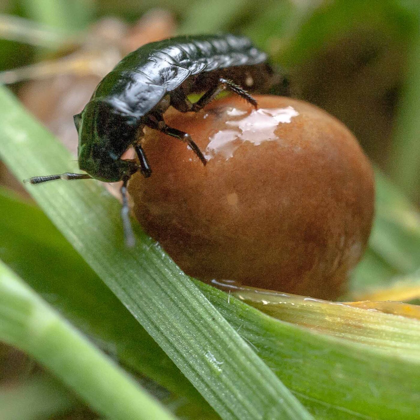 2016-08-07 - NSG Langeloh Herne