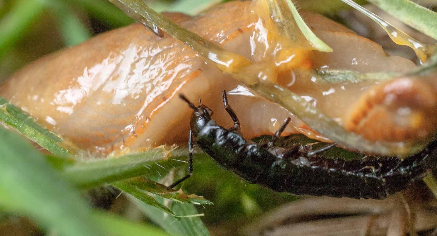 2016-08-07 - NSG Langeloh Herne