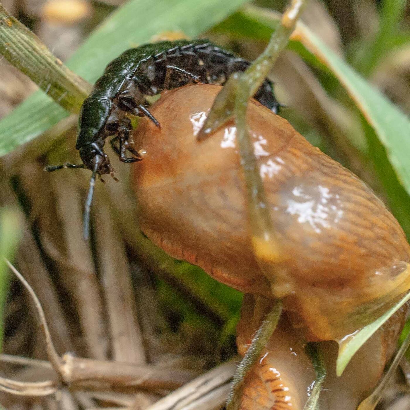 2016-08-07 - NSG Langeloh Herne