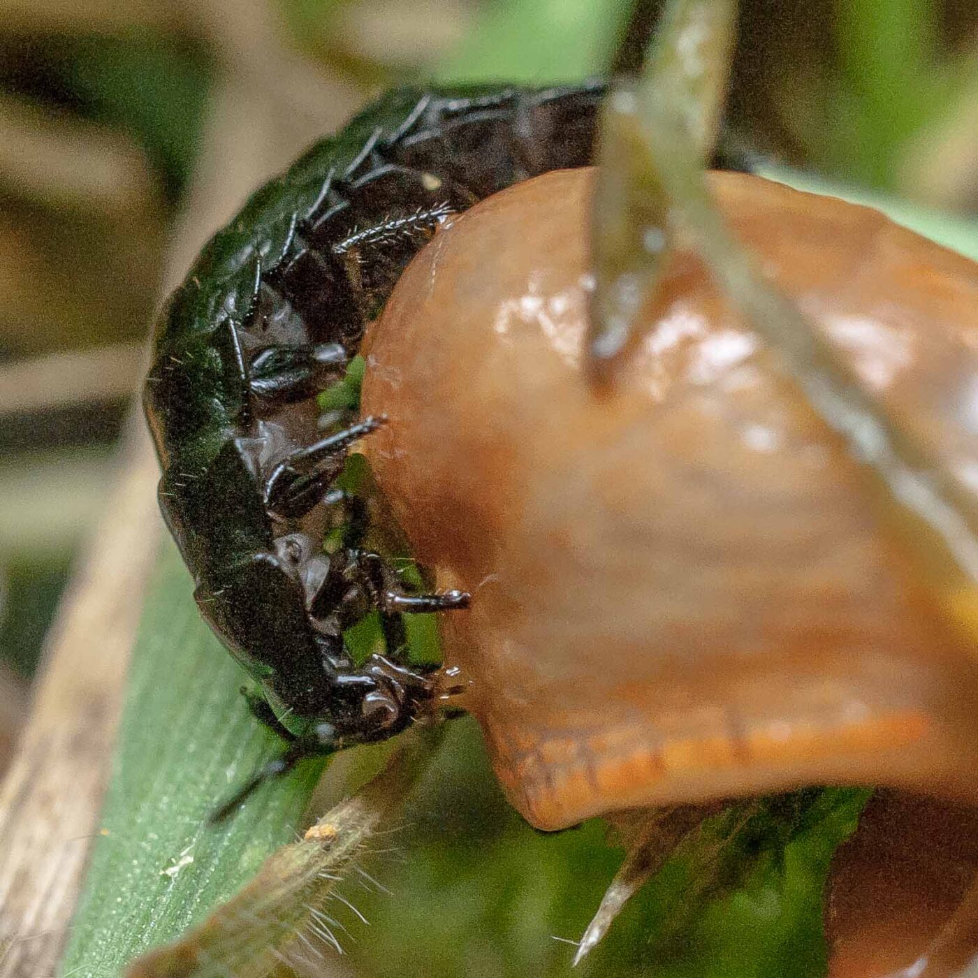 2016-08-07 - NSG Langeloh Herne