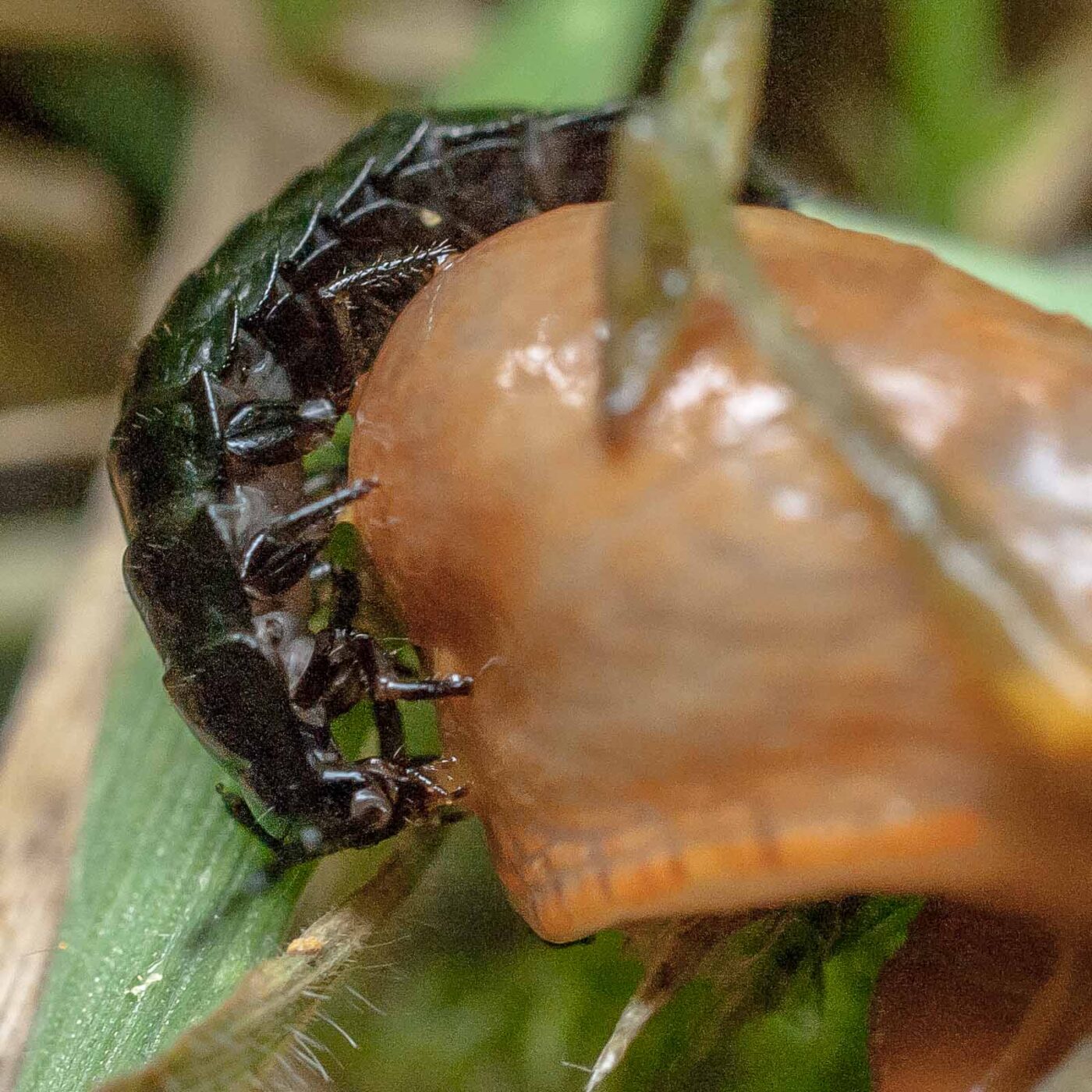 2016-08-07 - NSG Langeloh Herne