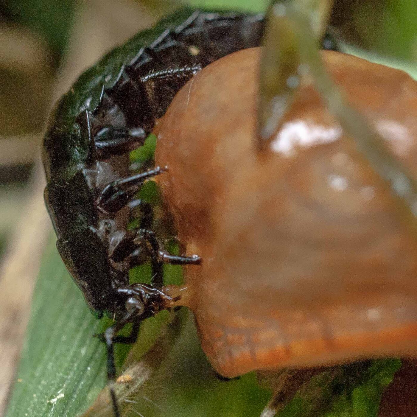 2016-08-07 - NSG Langeloh Herne