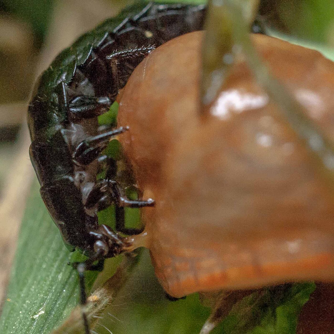 2016-08-07 - NSG Langeloh Herne