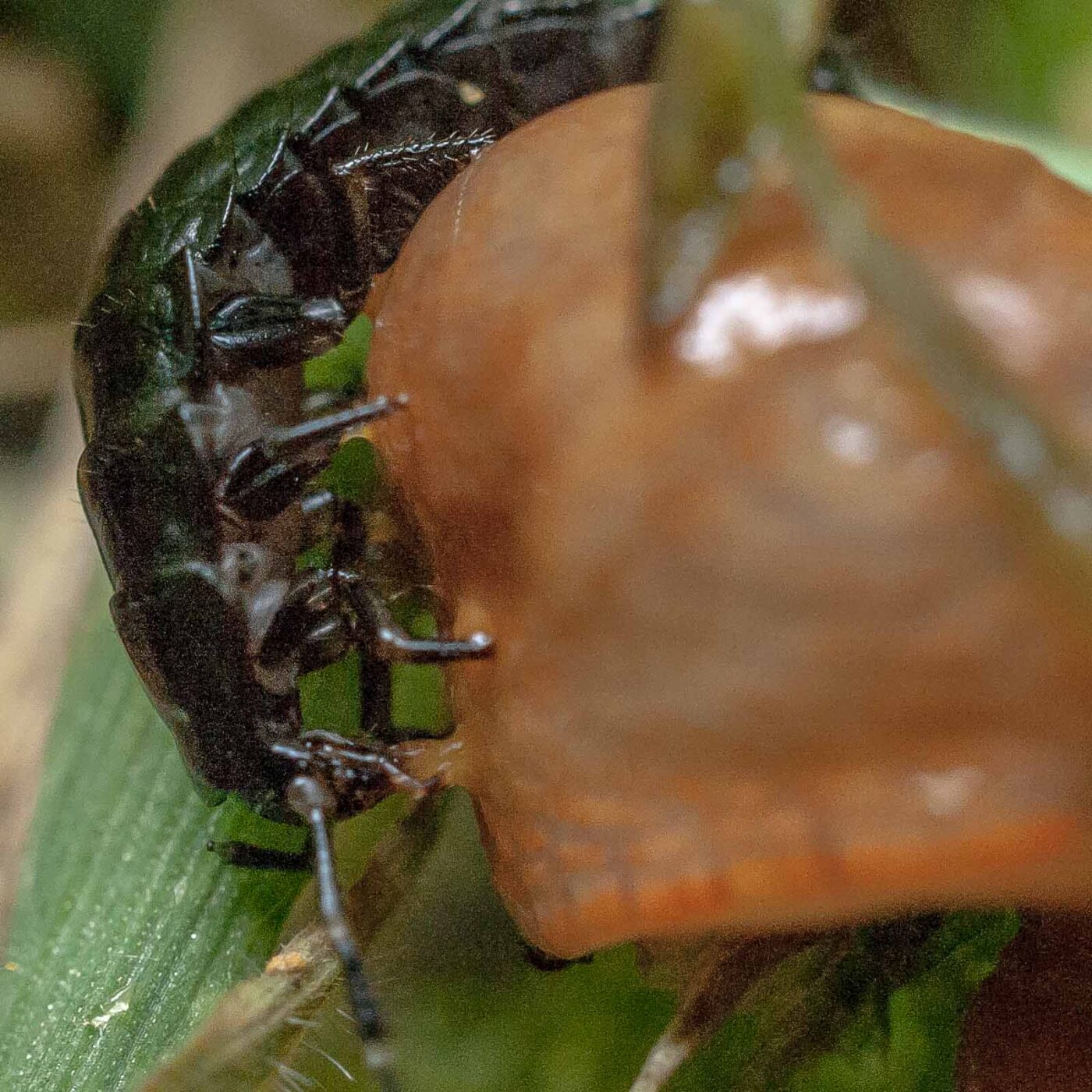 2016-08-07 - NSG Langeloh Herne