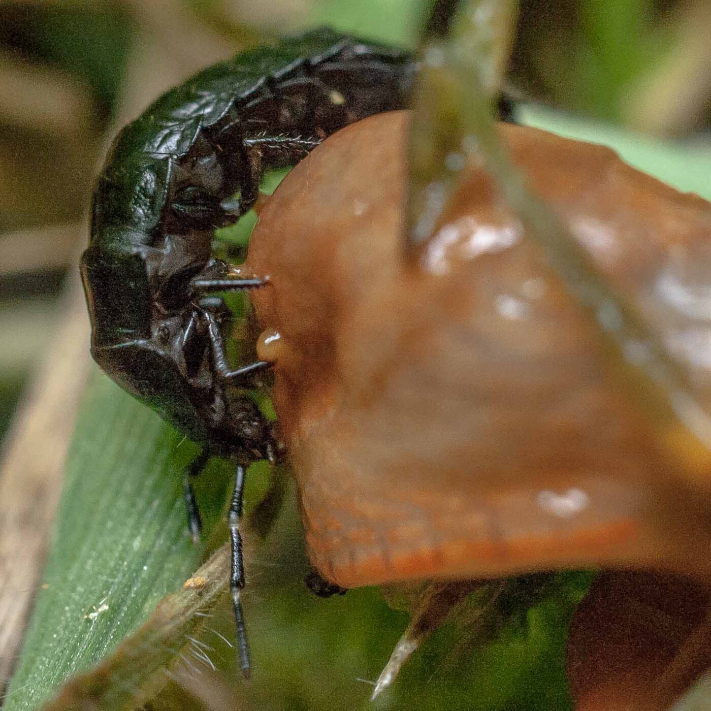 2016-08-07 - NSG Langeloh Herne