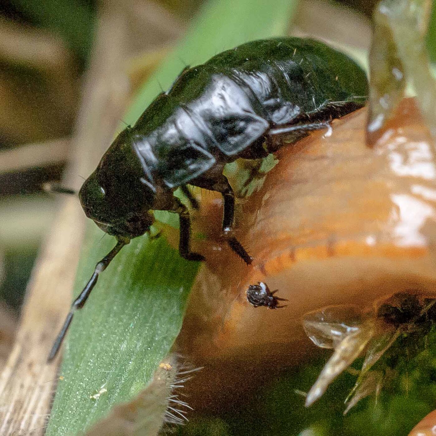 2016-08-07 - NSG Langeloh Herne