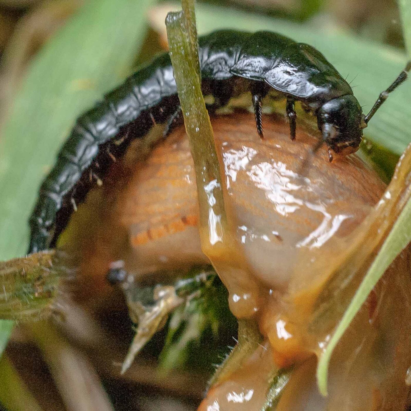 2016-08-07 - NSG Langeloh Herne