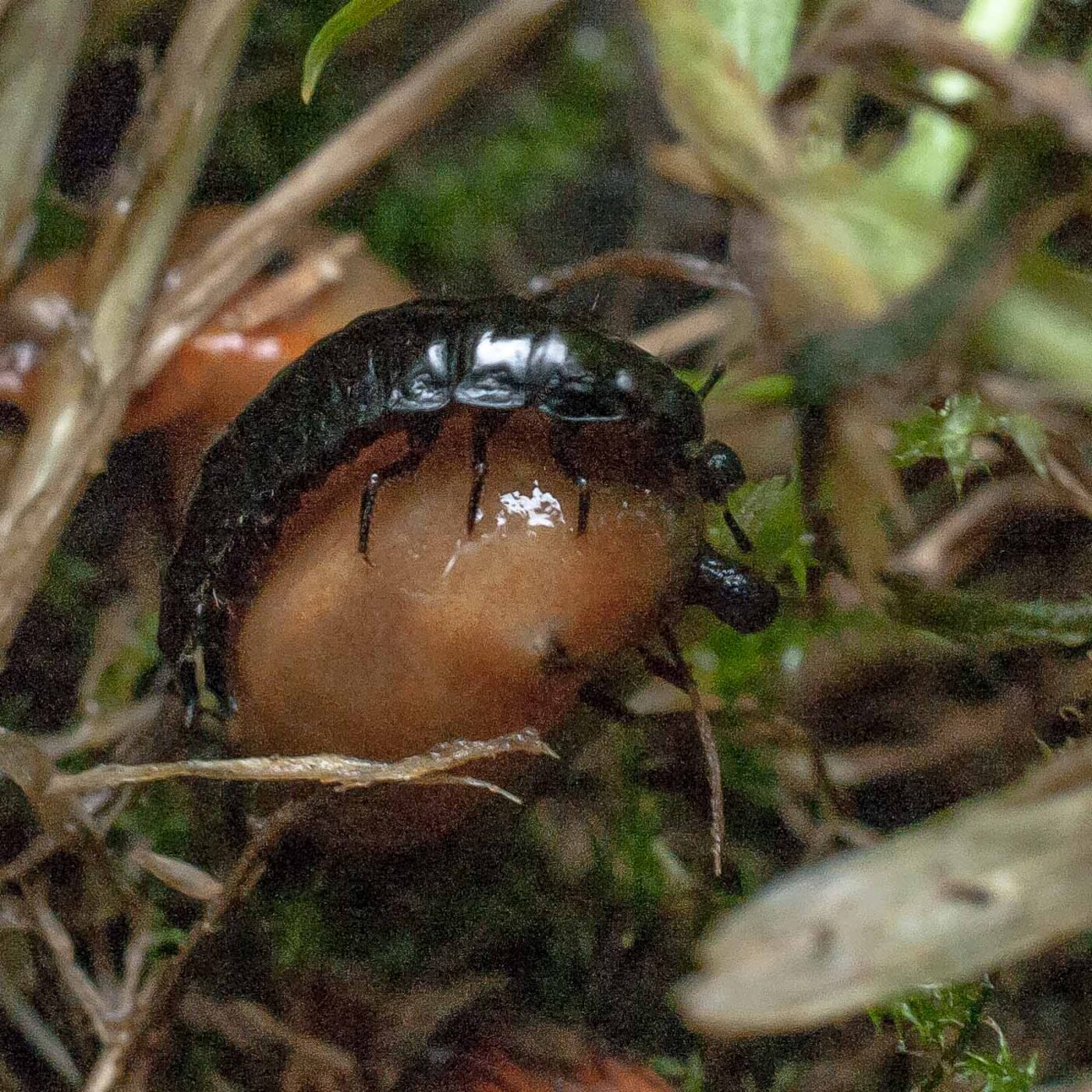 2016-08-07 - NSG Langeloh Herne