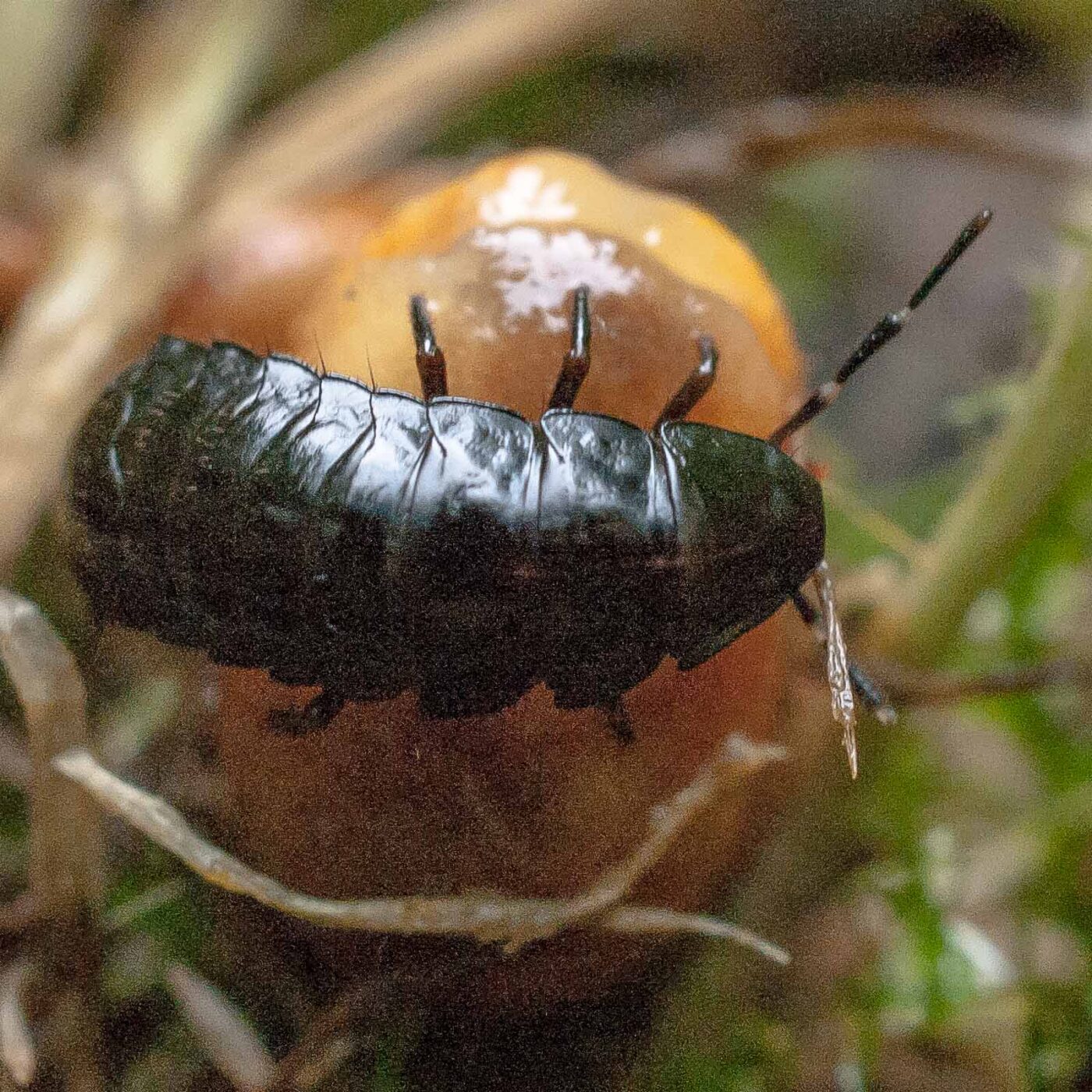 2016-08-07 - NSG Langeloh Herne