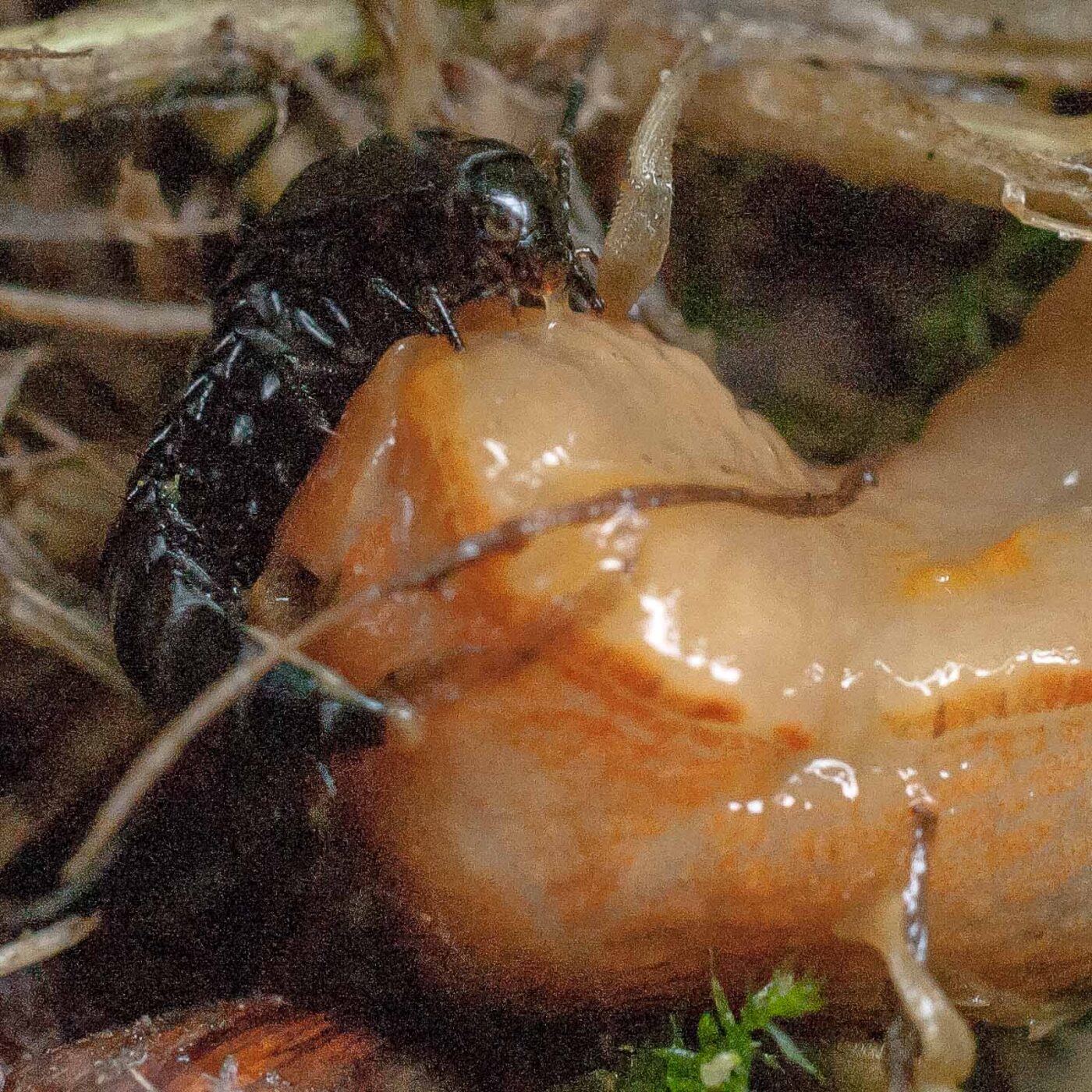 2016-08-07 - NSG Langeloh Herne