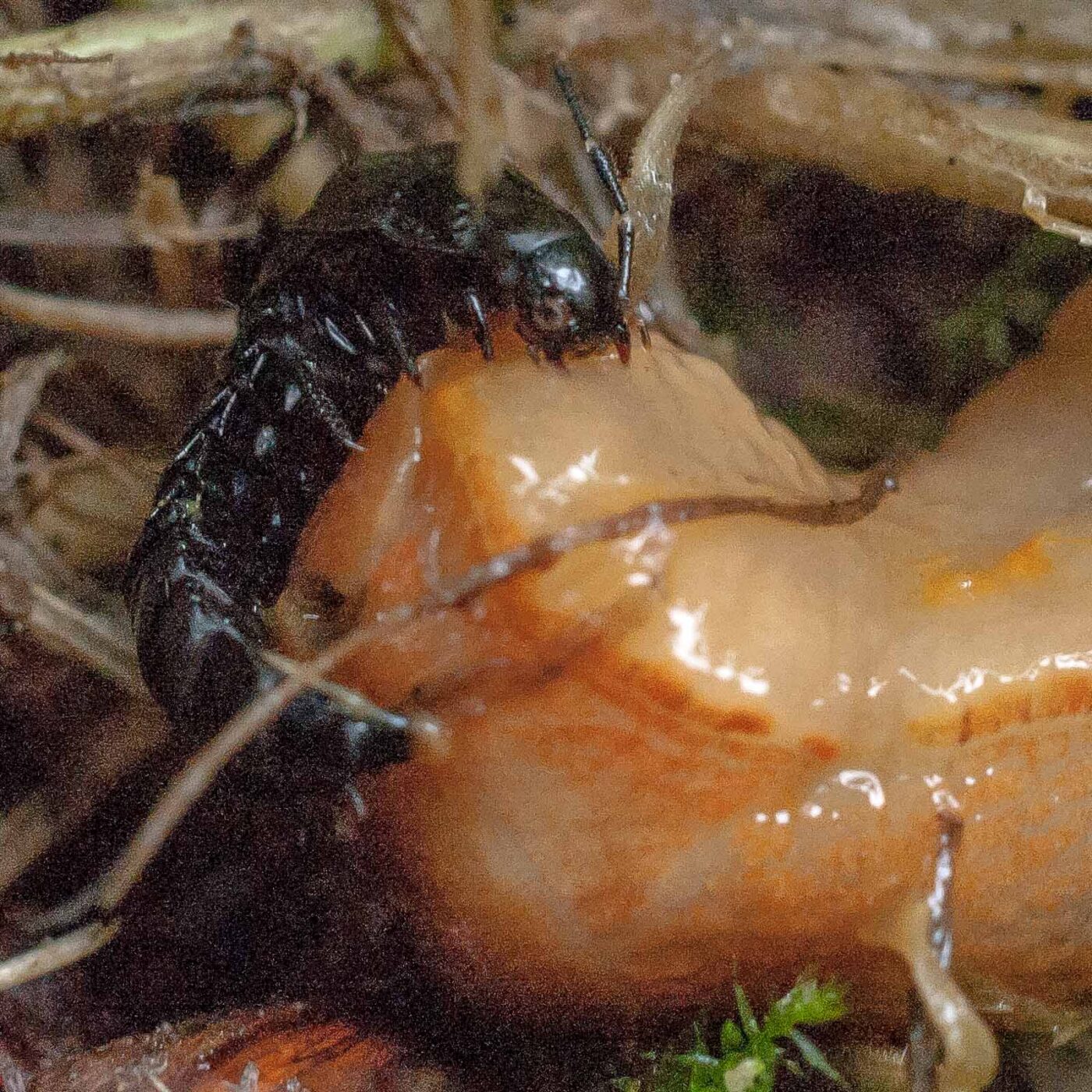 2016-08-07 - NSG Langeloh Herne