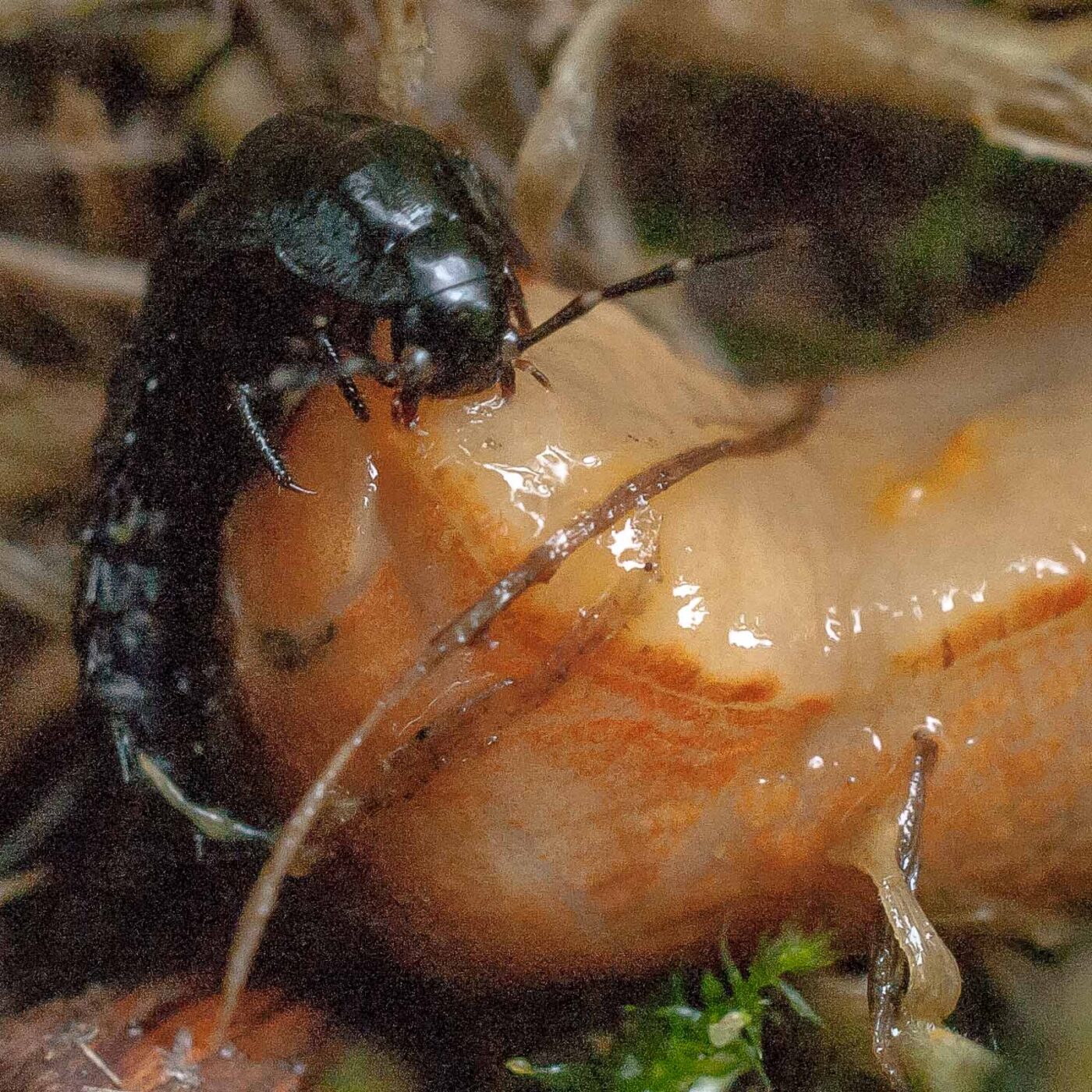 2016-08-07 - NSG Langeloh Herne