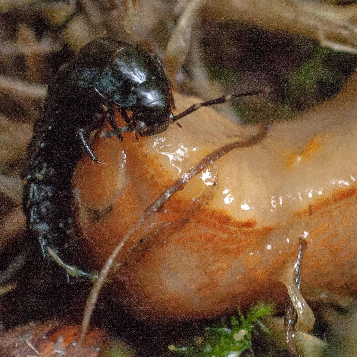 2016-08-07 - NSG Langeloh Herne