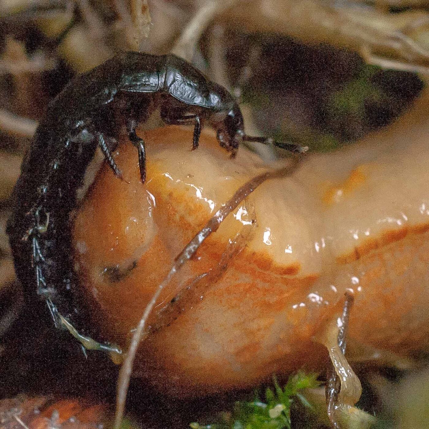 2016-08-07 - NSG Langeloh Herne