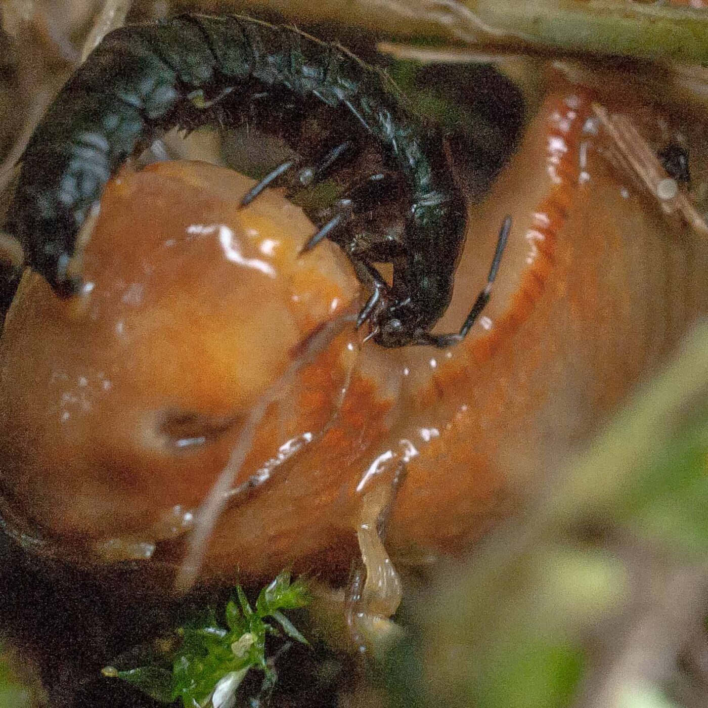 2016-08-07 - NSG Langeloh Herne