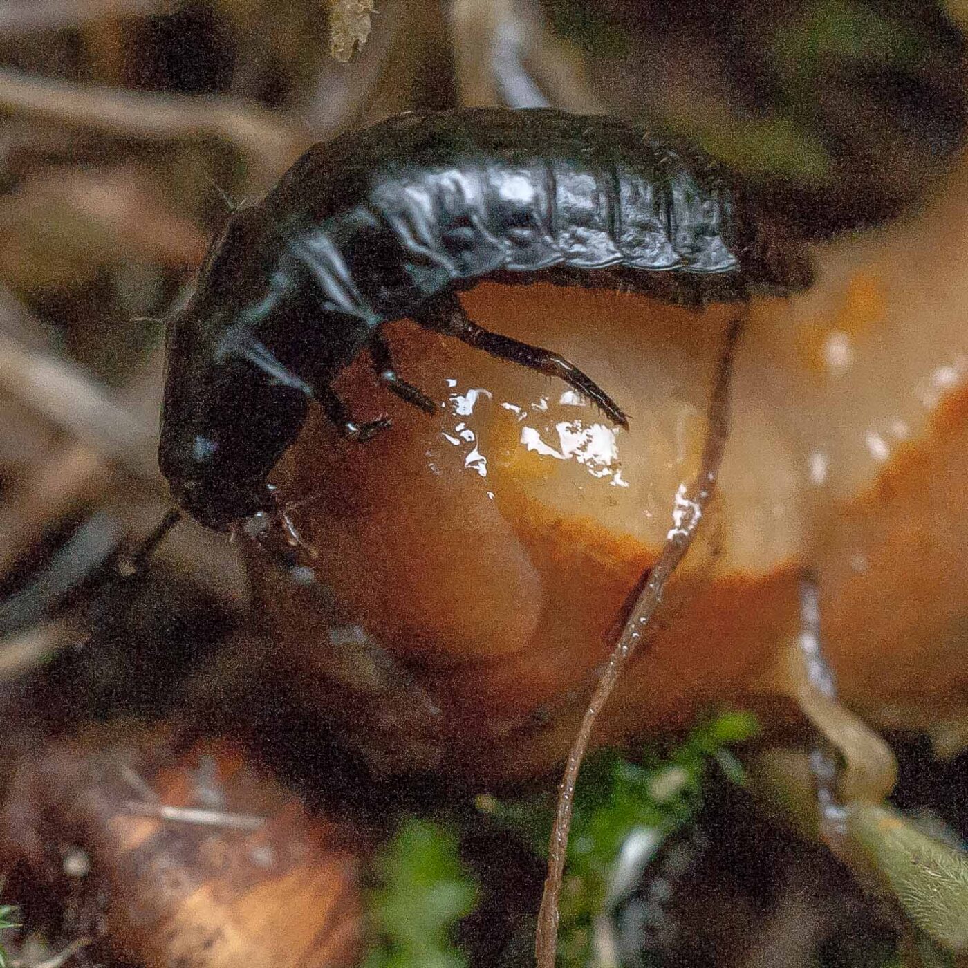 2016-08-07 - NSG Langeloh Herne