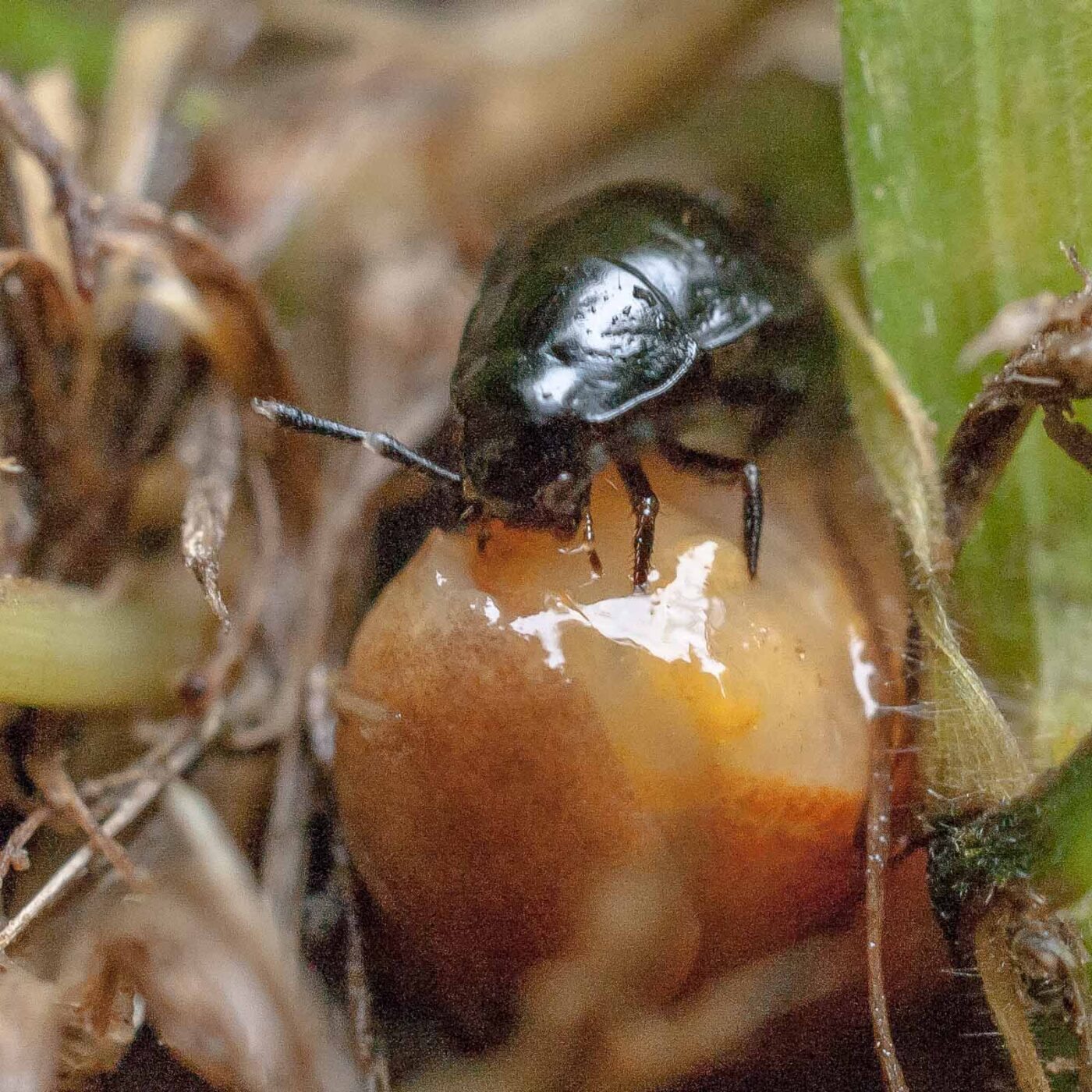 2016-08-07 - NSG Langeloh Herne