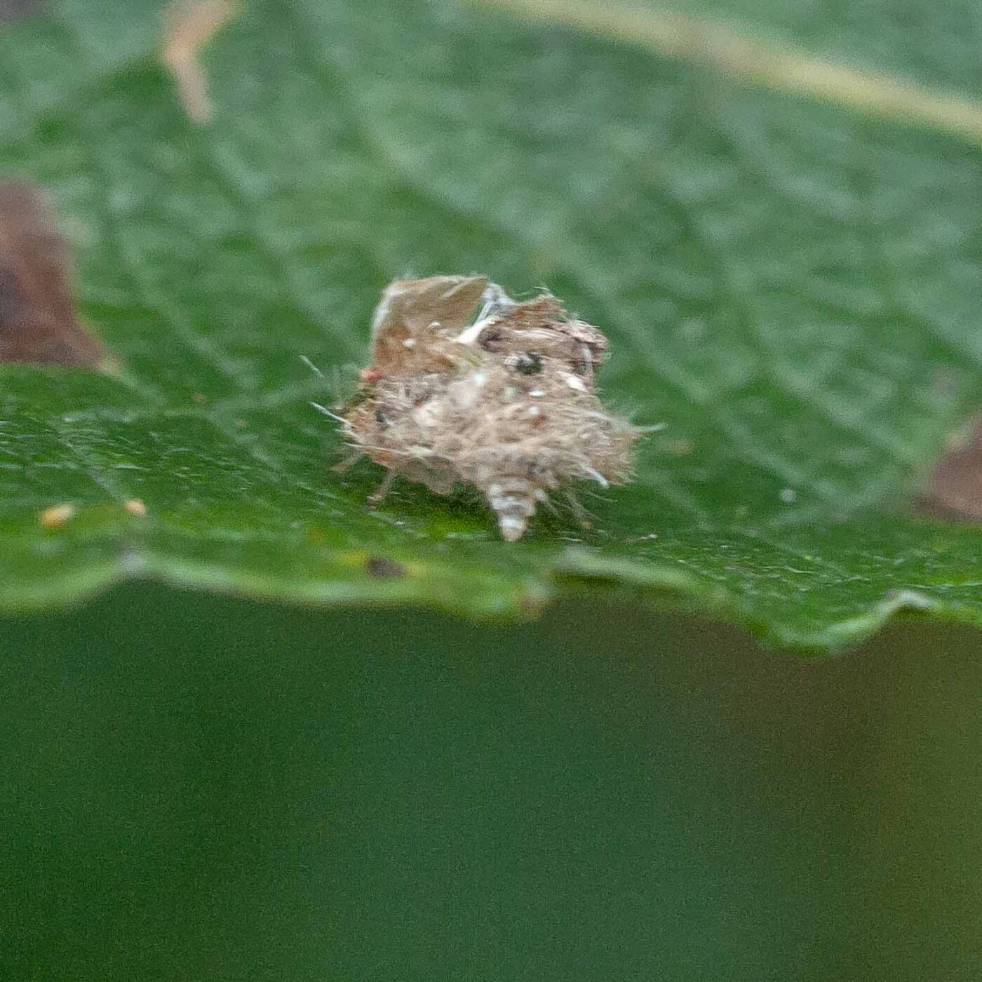 2016-08-07 - NSG Langeloh