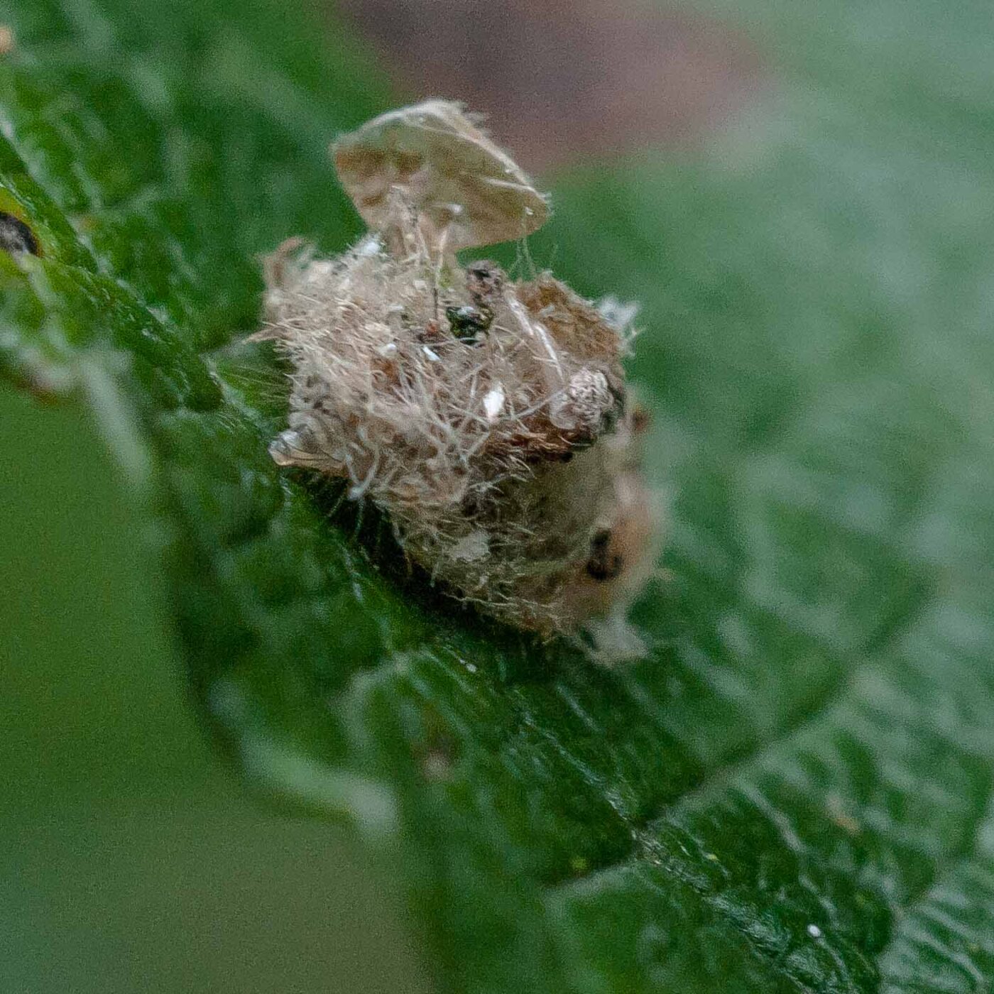 2016-08-07 - NSG Langeloh