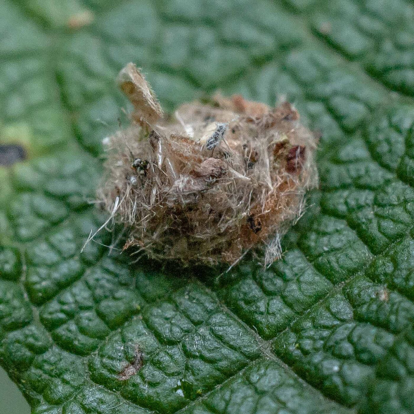 2016-08-07 - NSG Langeloh