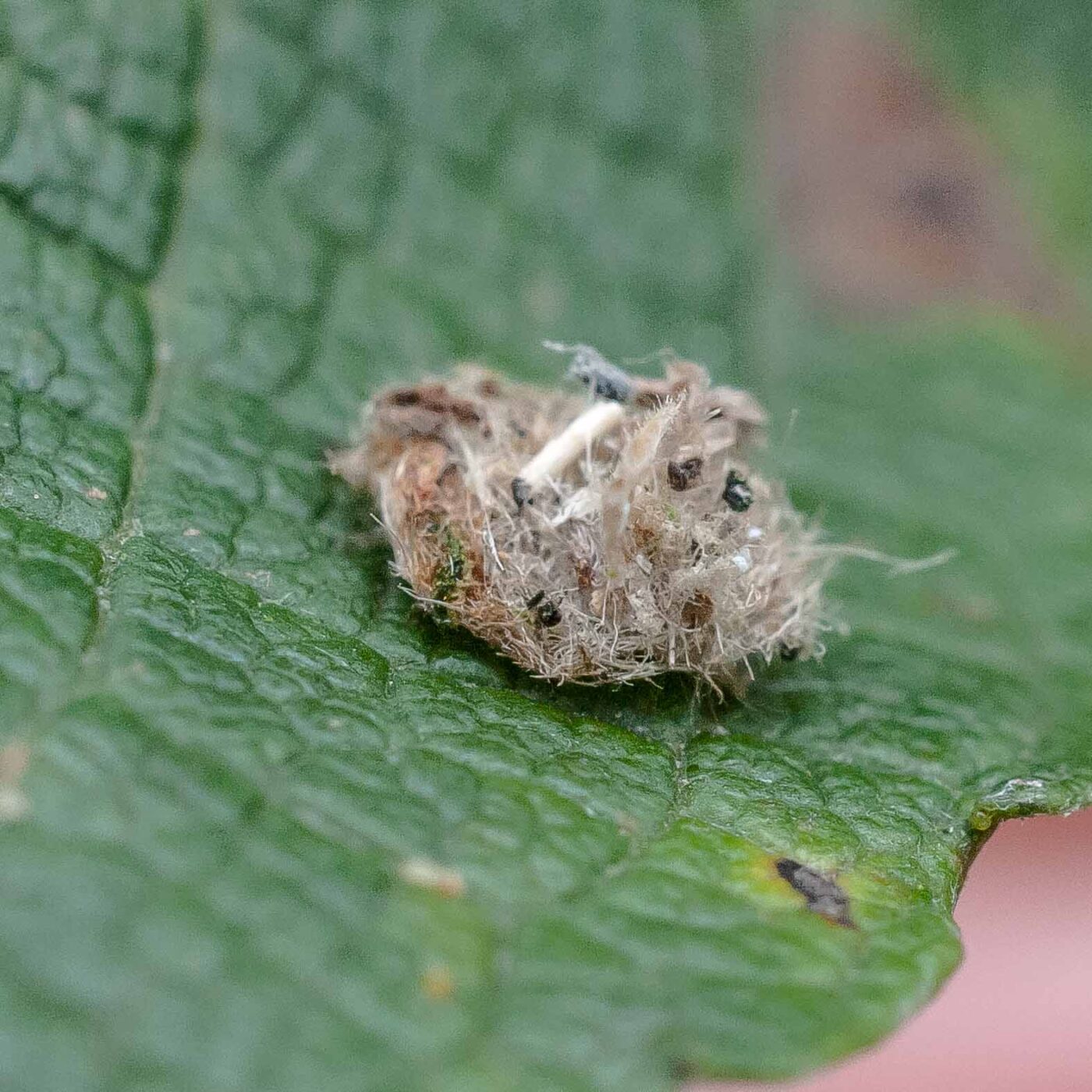 2016-08-07 - NSG Langeloh