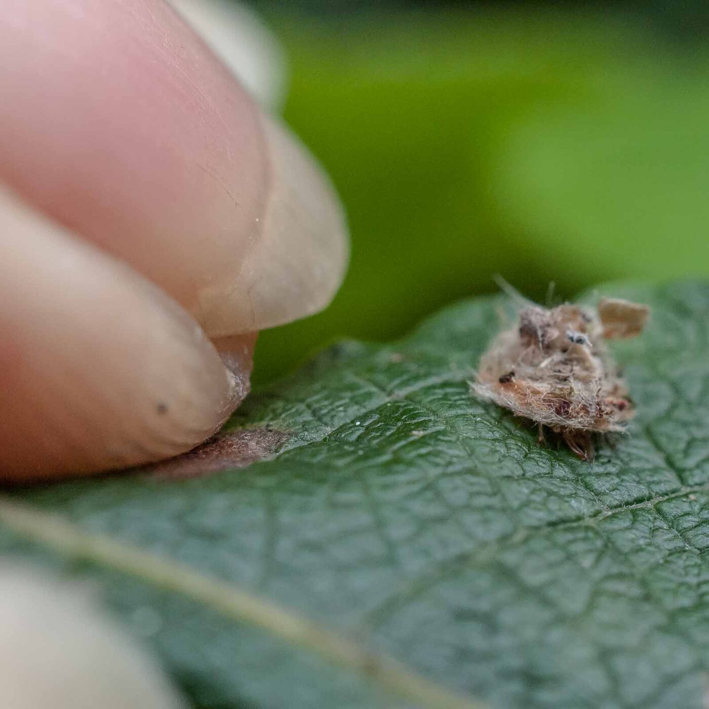 2016-08-07 - NSG Langeloh