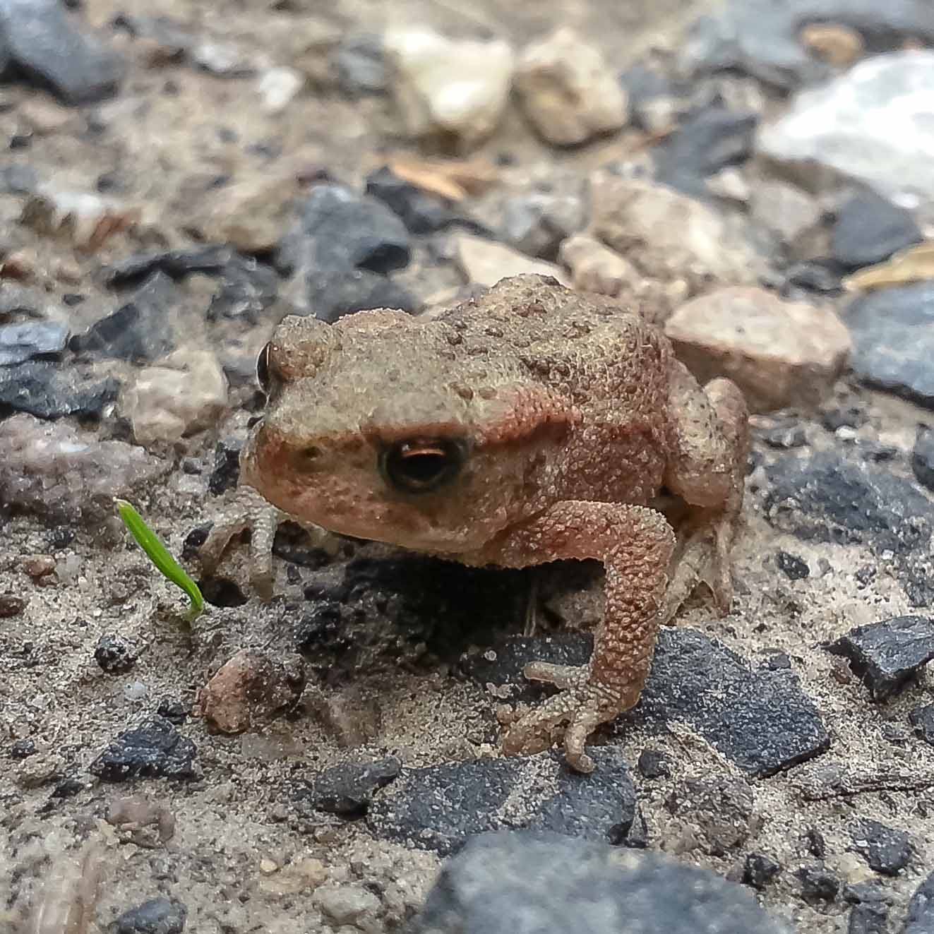 2016-08-07 - NSG Langeloh