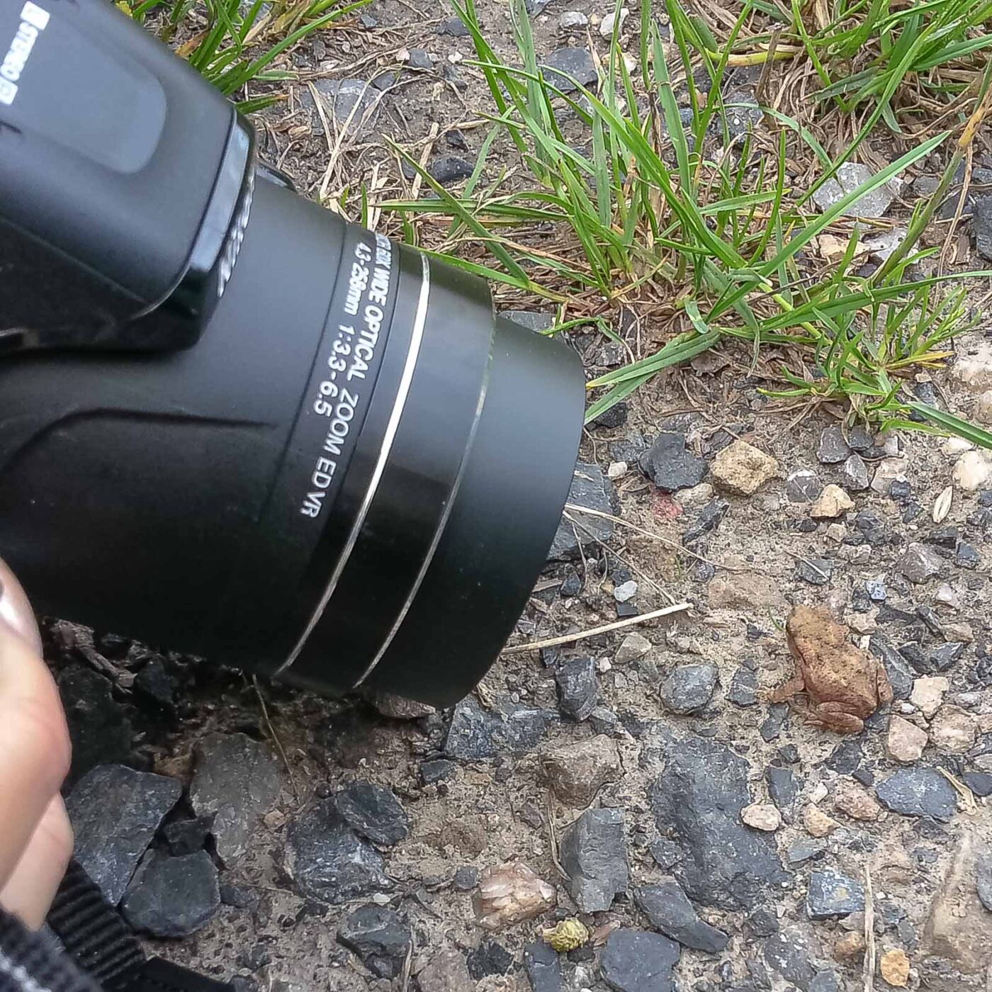 2016-08-07 - NSG Langeloh