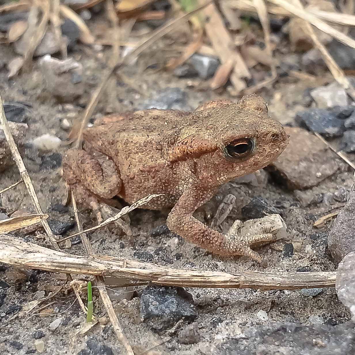 2016-08-07 - NSG Langeloh