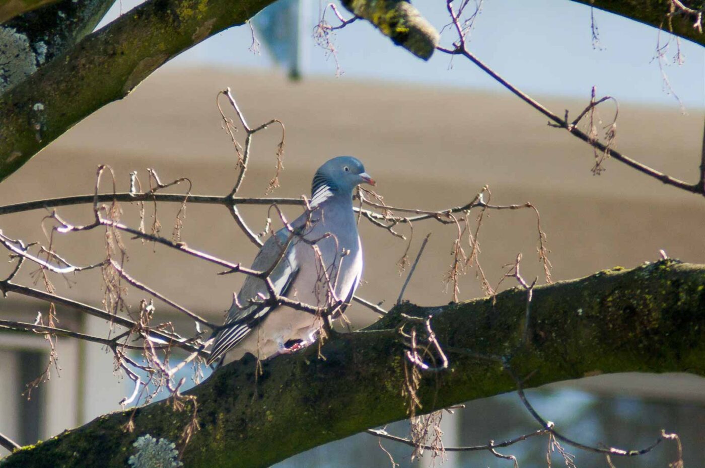 2019-02-05 - RE-Sidenzia auf'm BallKong